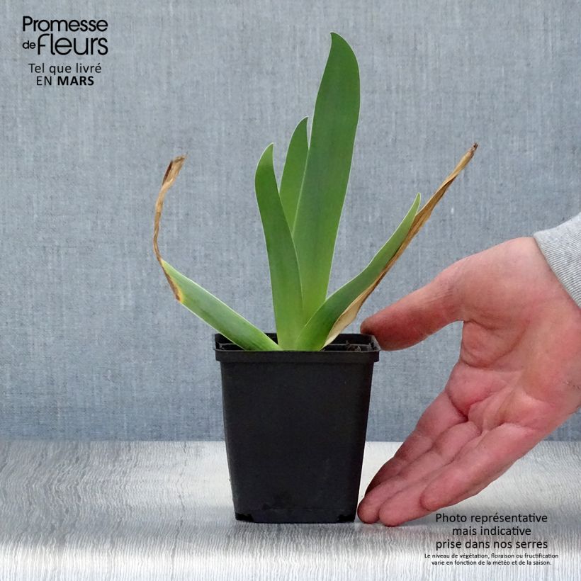 Exemplaar van Iris germanica Sur la plage - Baardiris Kweekpotje van 8/9 cm zoals geleverd in de lente