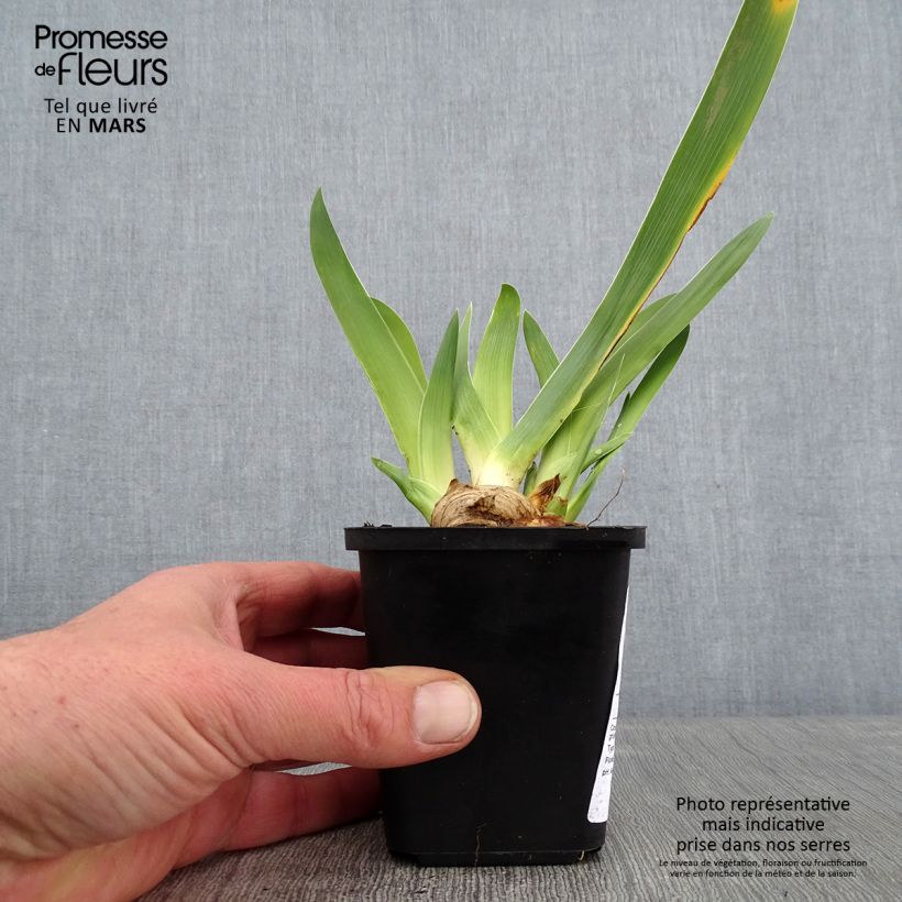Example of Iris germanica Sur la plage - Baardiris Kweekpotje van 8/9 cm as you get in hiver
