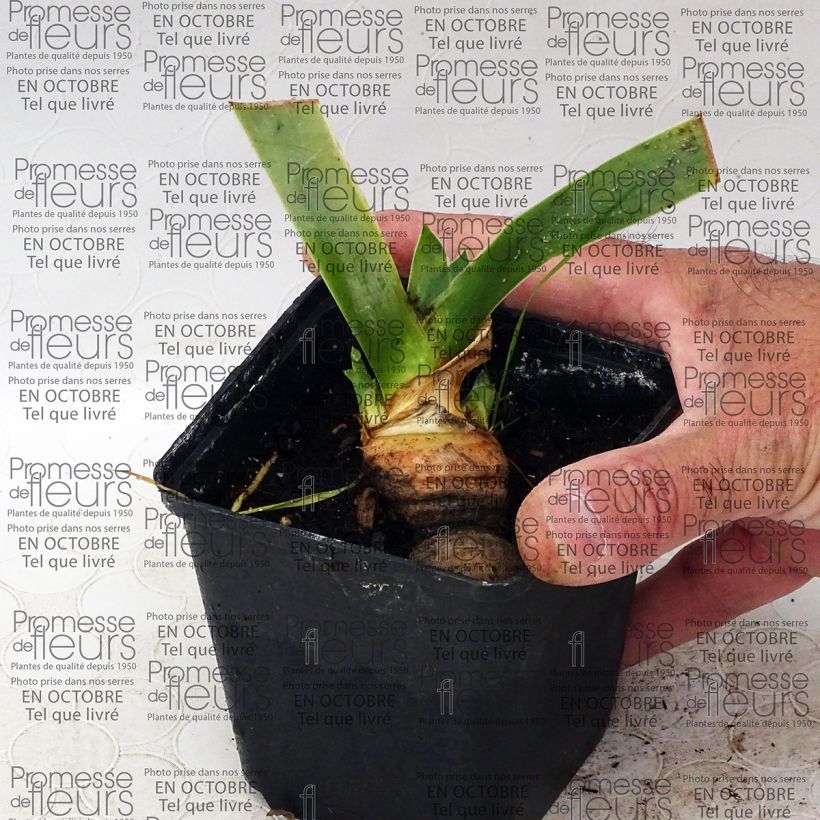 Voorbeeld van een exemplaar van Iris germanica Tanzanian Tangerine Sunset - Baardiris Kweekpotje van 8/9 cm zoals geleverd