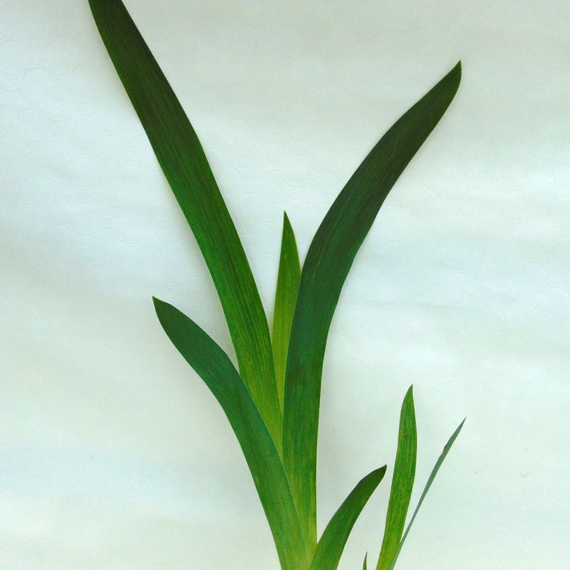 Iris germanica Thornbird - Baardiris (Foliage)