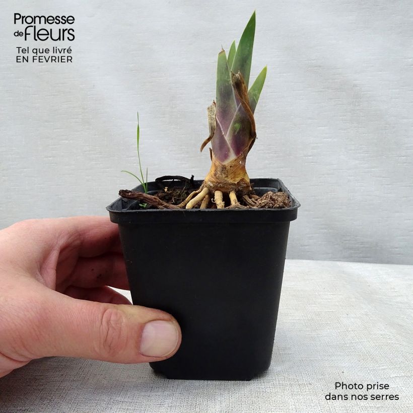 Example of Iris germanica Thornbird - Baardiris Kweekpotje van 8/9 cm as you get in hiver