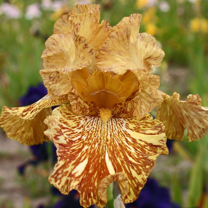 Iris germanica Tiger Honey - Baardiris (Flowering)