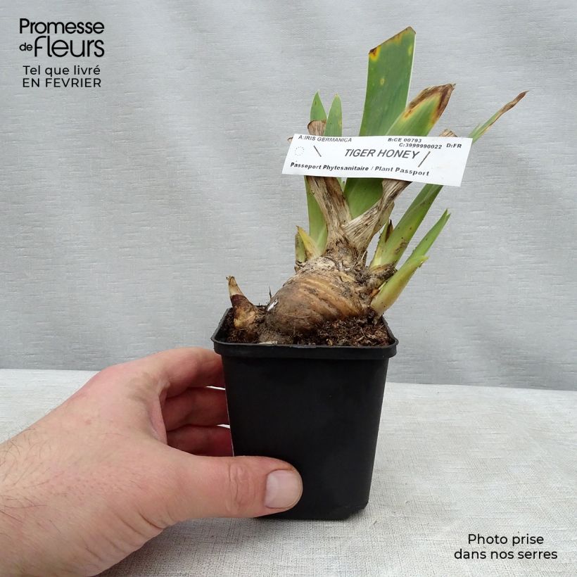 Example of Iris germanica Tiger Honey Kweekpotje van 8/9 cm as you get in hiver