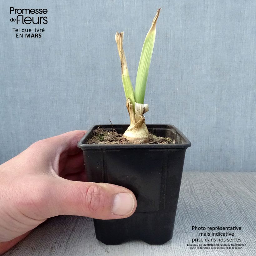 Exemplaar van Iris germanica Tiger Honey - Baardiris Kweekpotje van 8/9 cm zoals geleverd in de lente