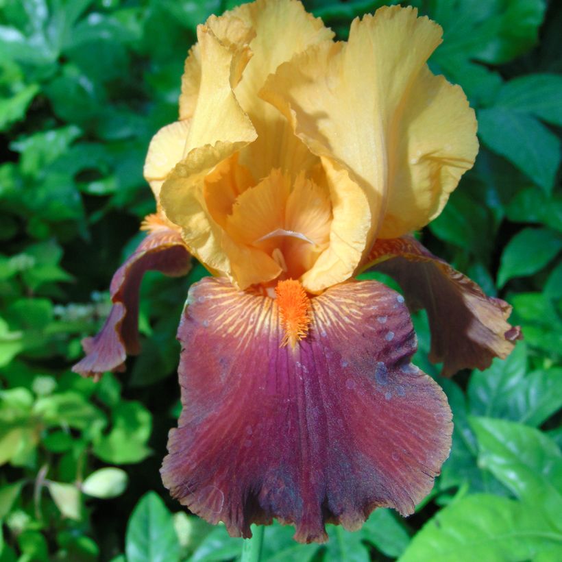 Iris germanica Torero - Baardiris (Bloei)