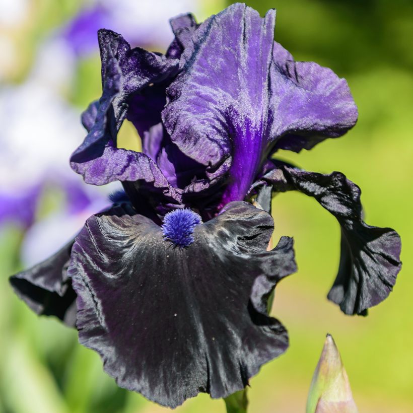 Iris germanica Tuxedo - Baardiris (Bloei)