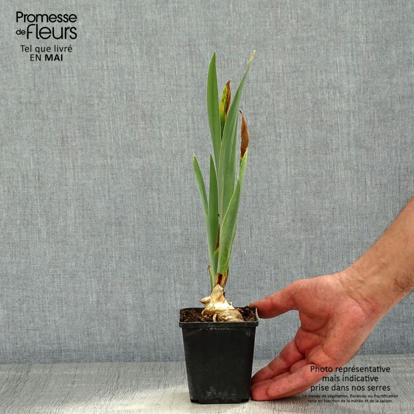 Exemplaar van Iris germanica Virgule - Baardiris Kweekpotje van 8/9 cm zoals geleverd in de lente
