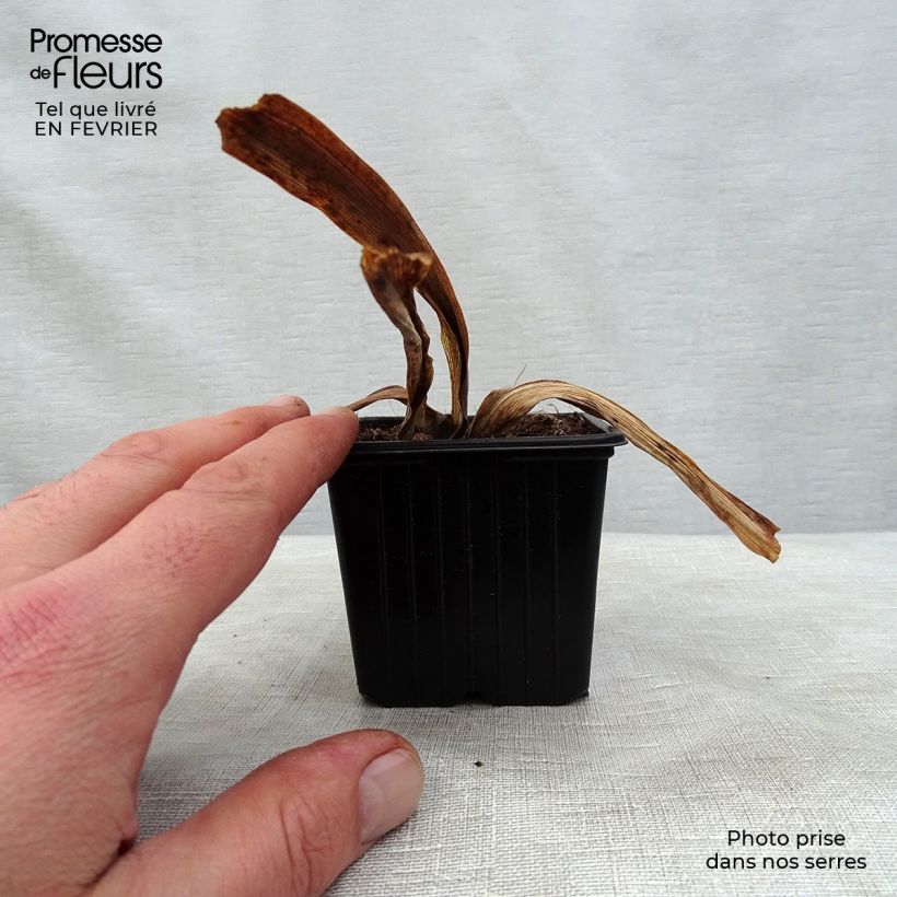 Example of Iris germanica Vita Fire Kweekpotje van 8/9 cm as you get in hiver