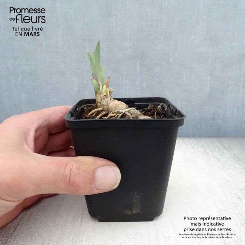 Exemplaar van Iris germanica Vita Fire - Baardiris Kweekpotje van 8/9 cm zoals geleverd in de lente