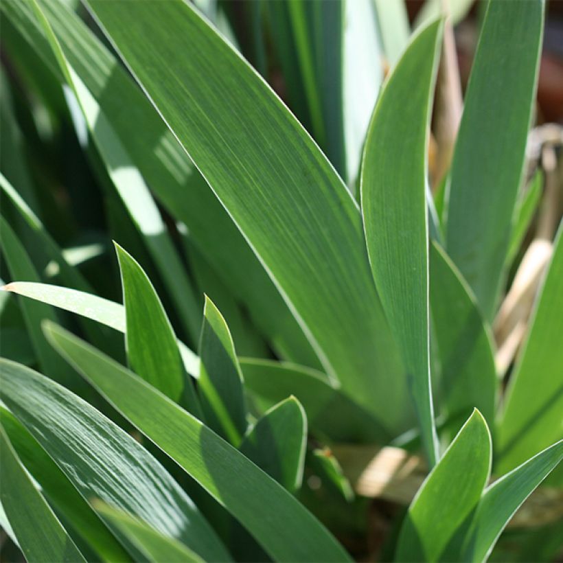 Iris germanica Young Blood - Baardiris (Foliage)