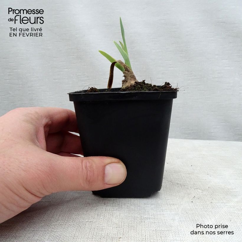 Example of Iris germanica Young Blood - Iris des Jardins Kweekpotje van 8/9 cm as you get in hiver