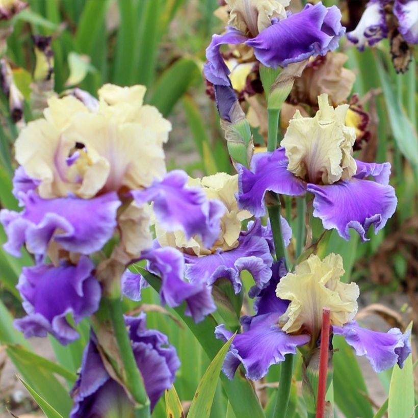 Iris germanica Guernazelle - Baardiris (Groeiplaats)