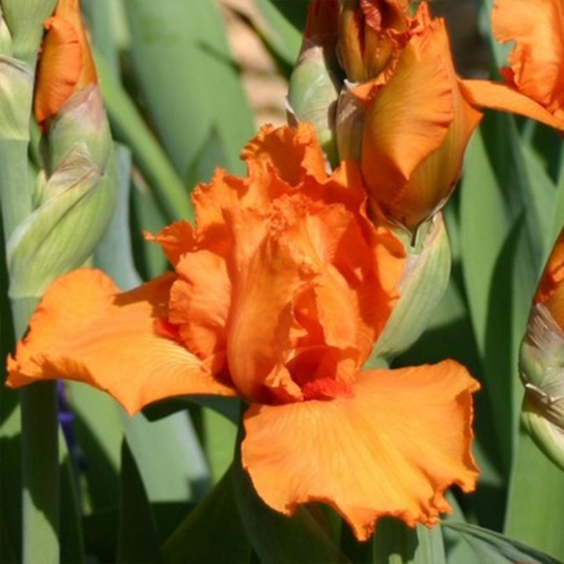 Iris germanica Poil De Carotte - Baardiris (Bloei)
