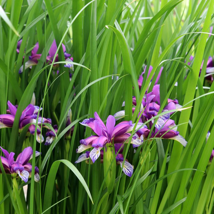 Iris graminea - Grasiris (Groeiplaats)