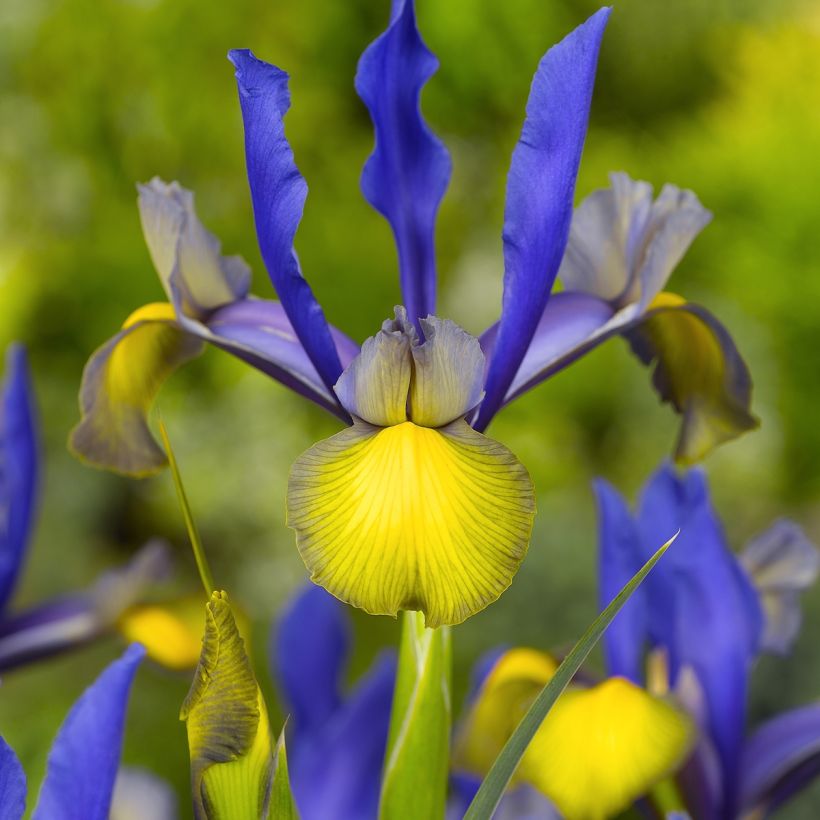 Iris hollandica Miss Saigon - Hollandse iris (Bloei)