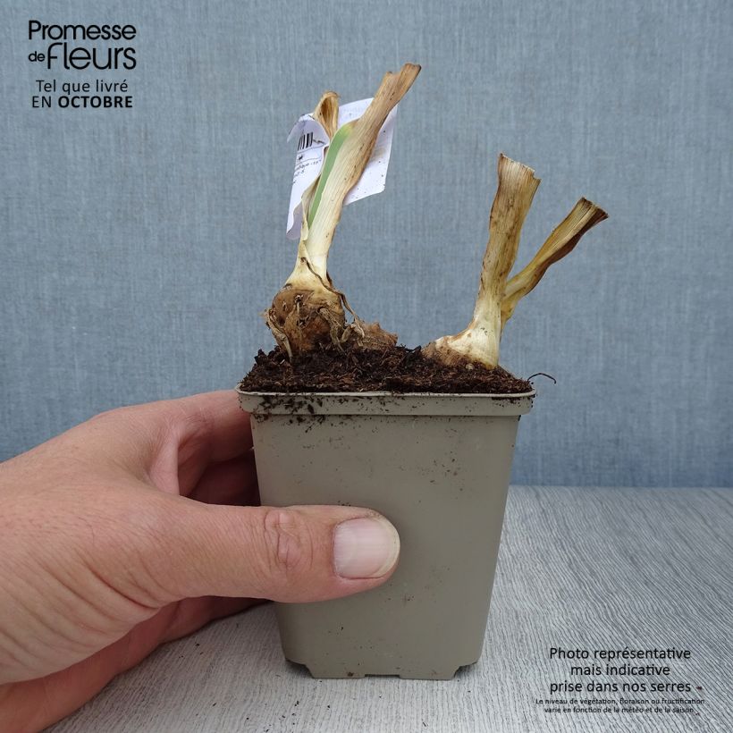 Exemplaar van Iris germanica Italiques - Baardiris Kweekpotje van 8/9 cm zoals geleverd in de herfst