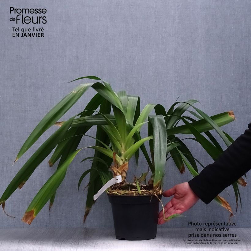 Exemplaar van Iris japonica - Japanse iris Pot van 2 l/3 l zoals geleverd in de winter