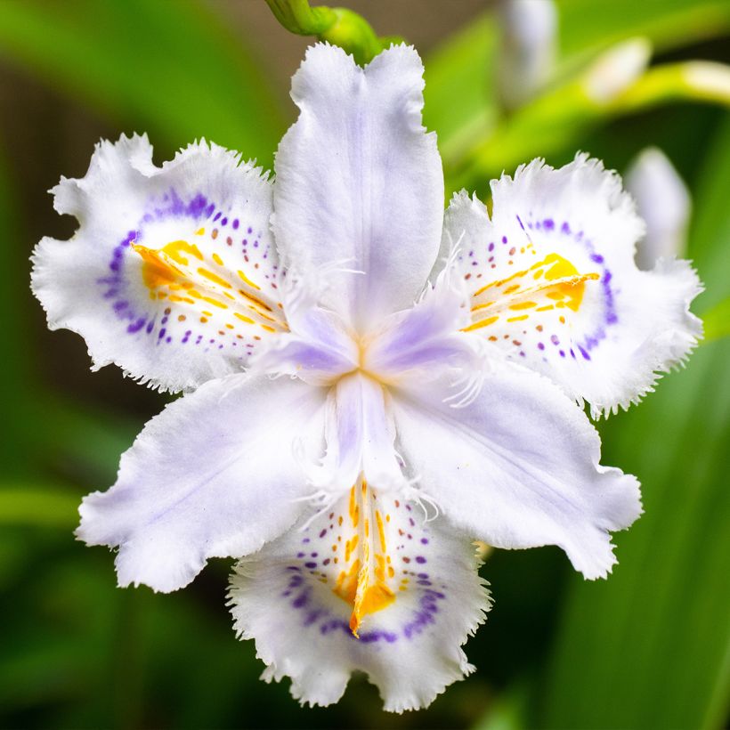 Iris japonica - Japanse iris (Bloei)