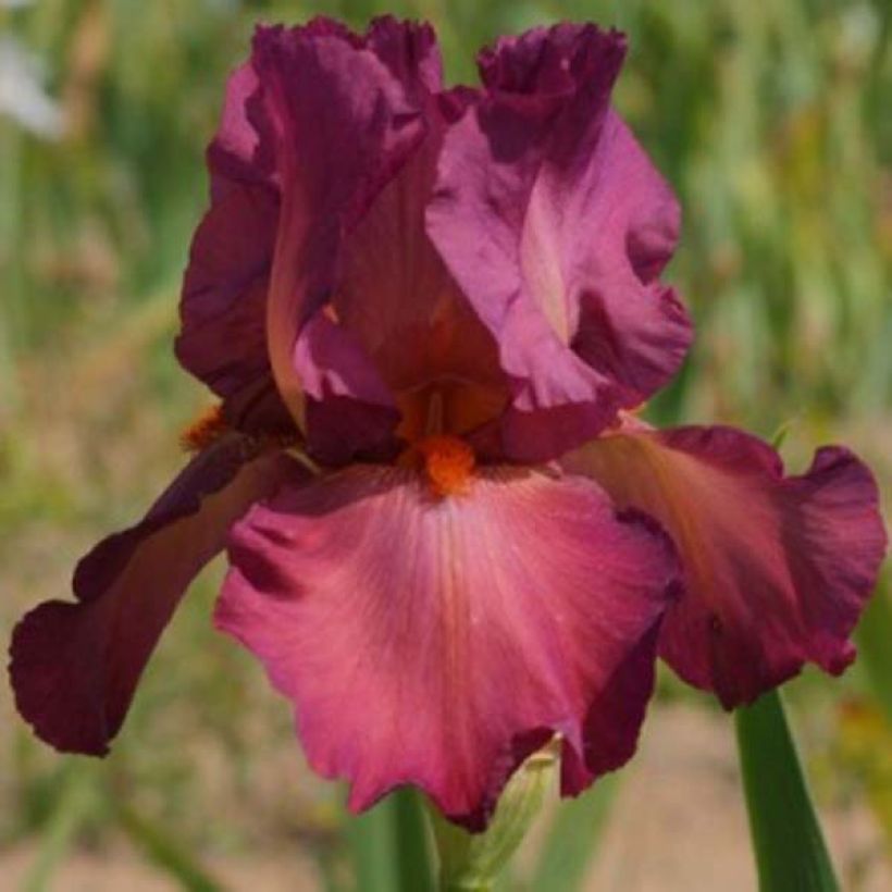 Iris germanica Ruby Mine - Baardiris (Bloei)