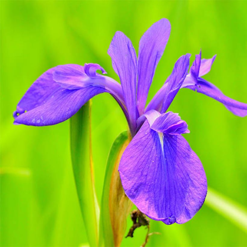 Iris laevigata - Japanse iris (Flowering)