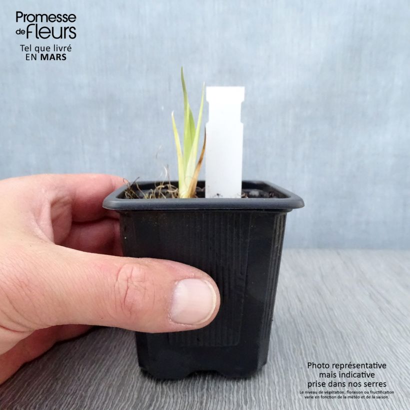 Exemplaar van Iris laevigata - Japanse iris Kweekpotje van 8/9 cm zoals geleverd in de lente
