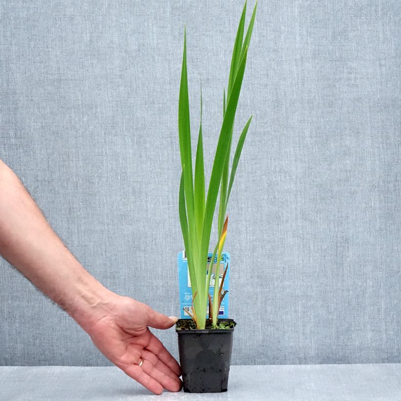 Example of Iris laevigata Mottled Beauty - Iris d'eau japonais Kweekpotje van 8/9 cm as you get in printemps