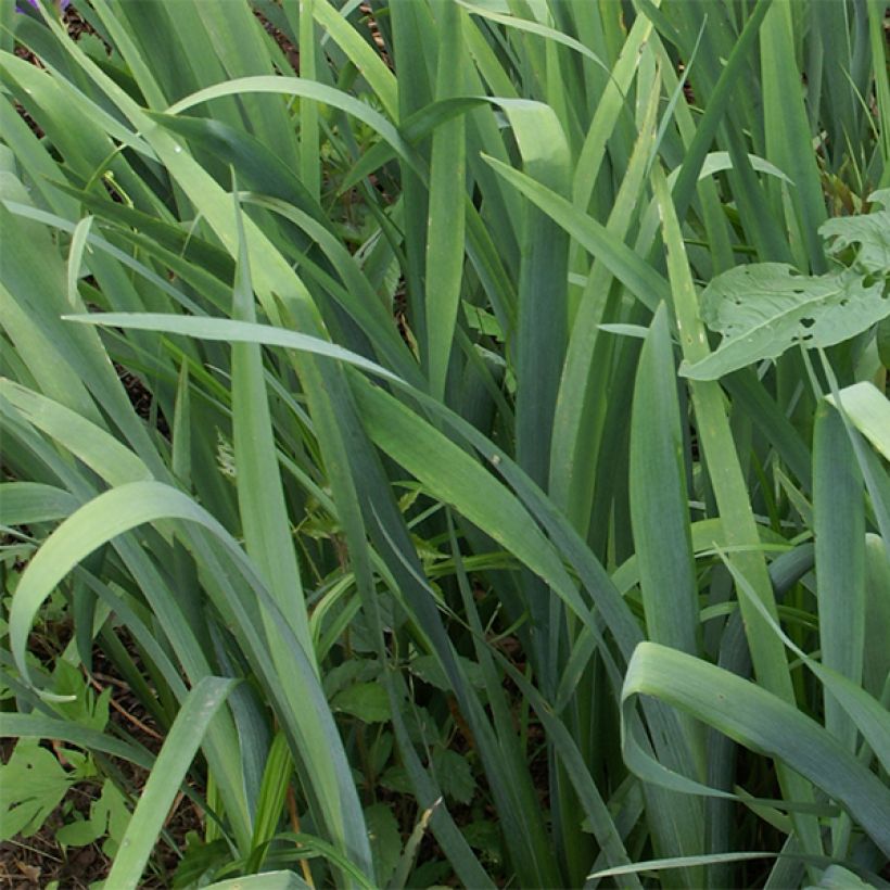 Iris louisiana Gulf Shore - Louisiana iris (Blad)