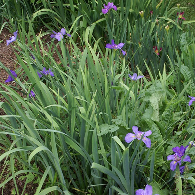 Iris louisiana Gulf Shore - Louisiana iris (Groeiplaats)
