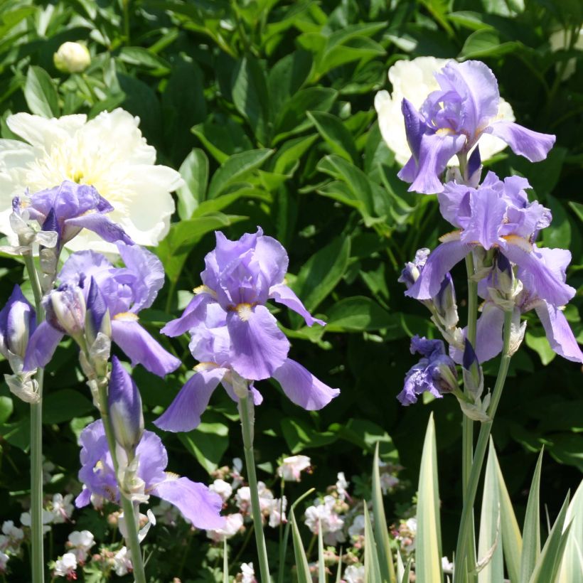 Iris pallida Variegata - Bonte iris (Flowering)