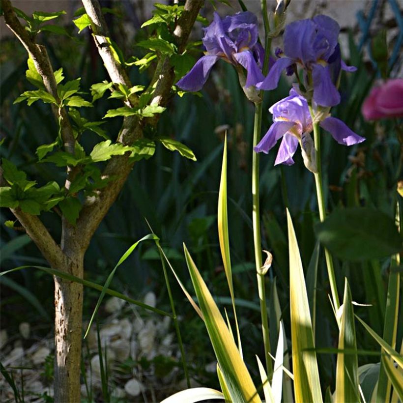 Iris pallida Variegata - Bonte iris (Plant habit)