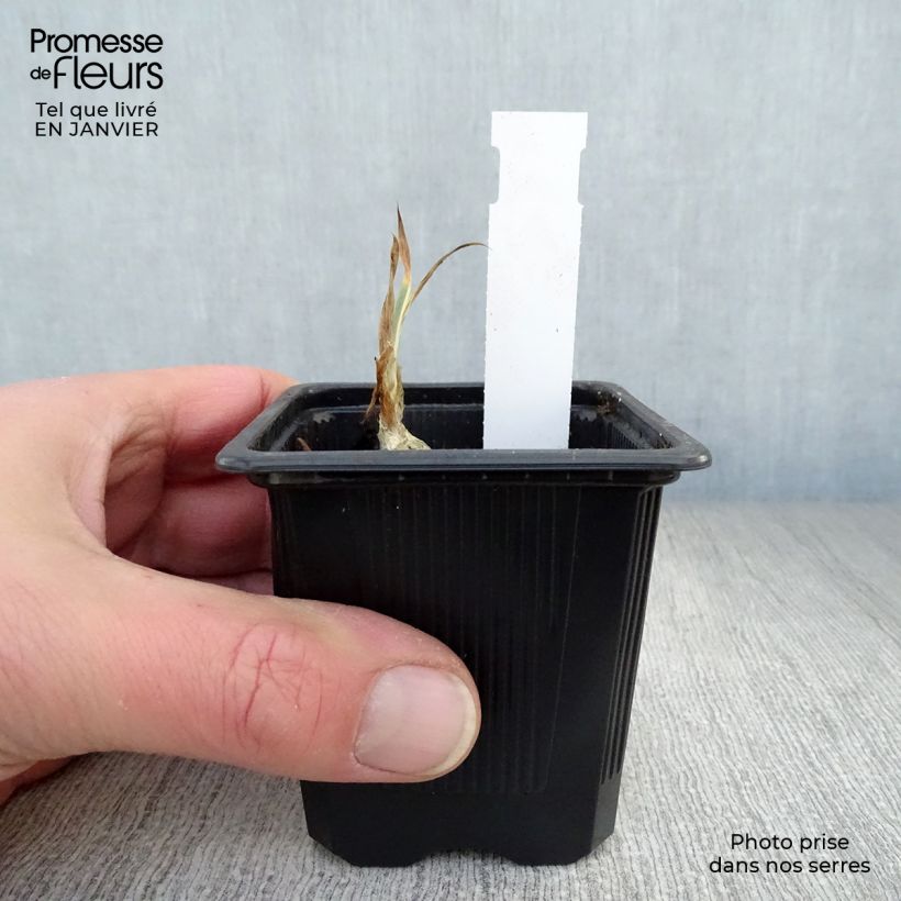 Example of Iris pallida Variegata - Bonte iris Kweekpotje van 8/9 cm as you get in hiver