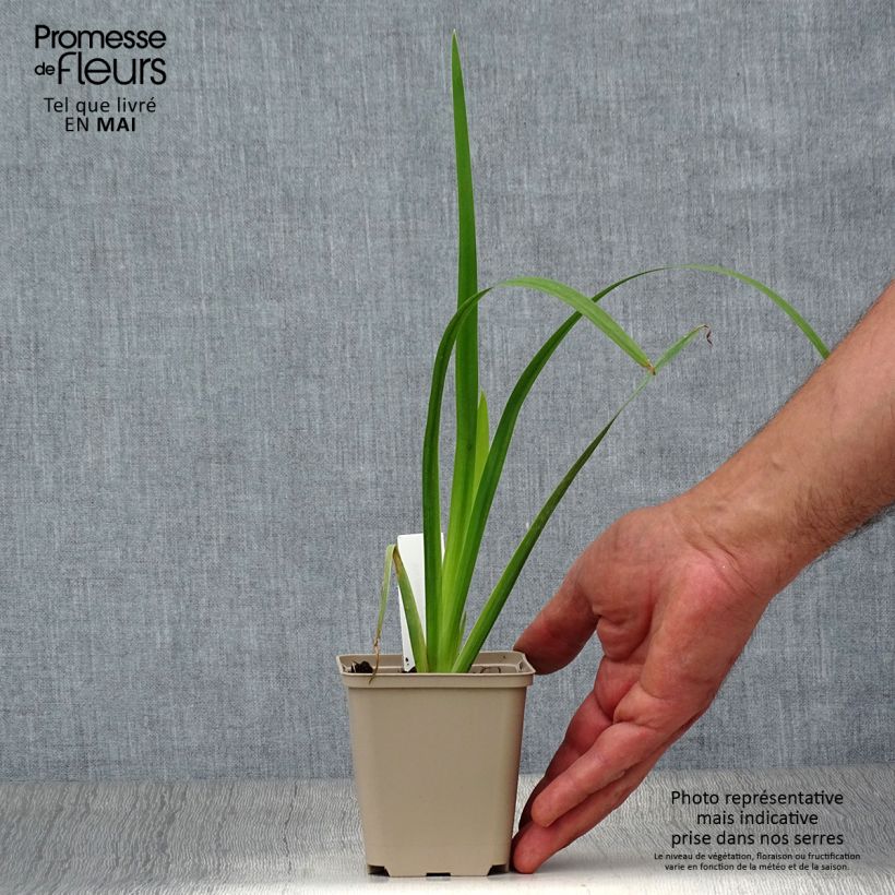 Exemplaar van Iris pseudacorus Creme de la Creme - Gele lis Kweekpotje van 8/9 cm zoals geleverd in de lente