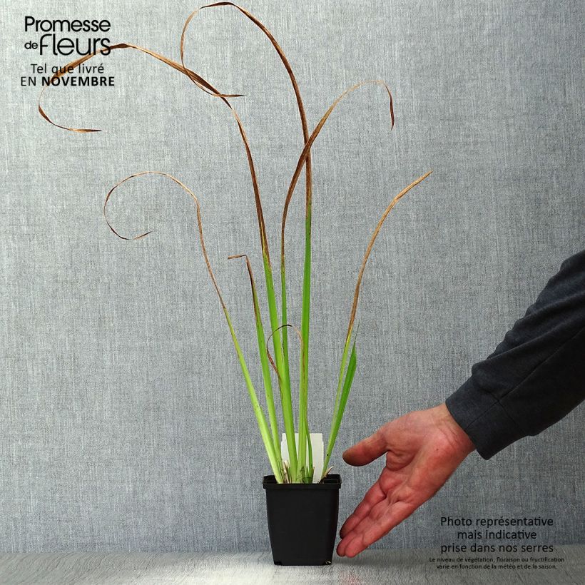 Exemplaar van Iris pseudacorus - Gele lis Kweekpotje van 8/9 cm zoals geleverd in de herfst