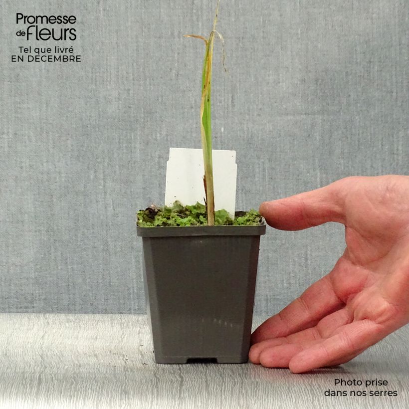 Example of Iris pseudacorus - Iris des marais1 Kweekpotje van 8/9 cm as you get in hiver