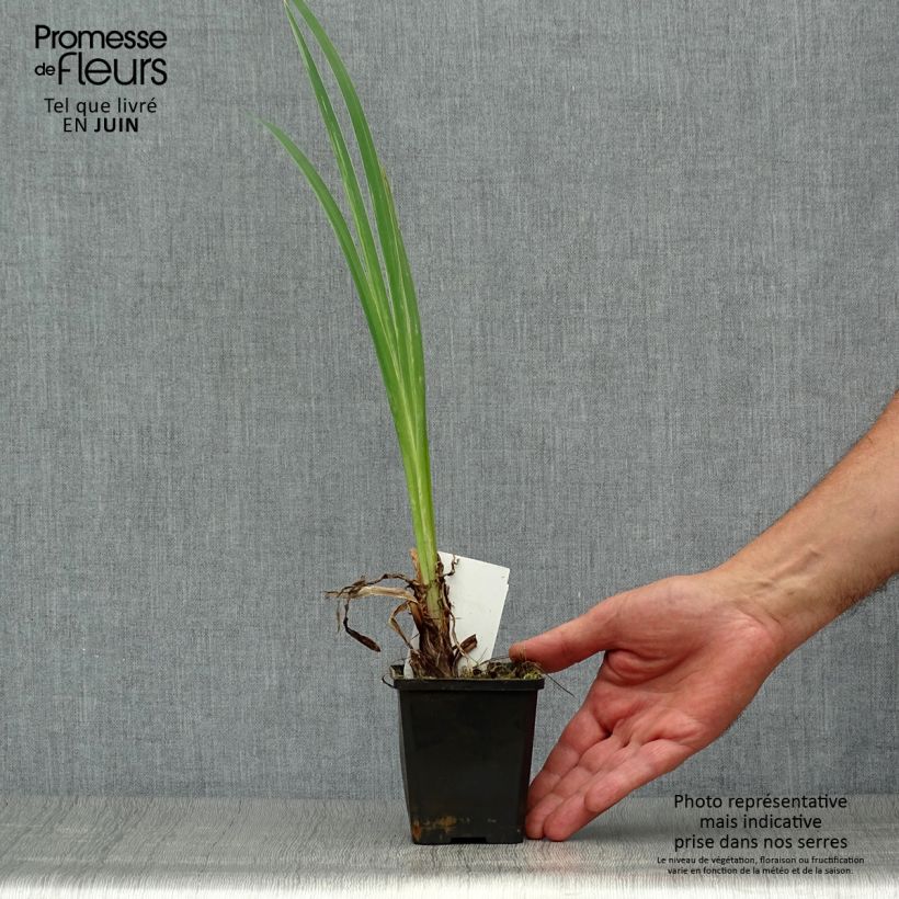 Exemplaar van Iris pseudacorus var. bastardii - Gele lis Kweekpotje van 8/9 cm zoals geleverd in de zomer