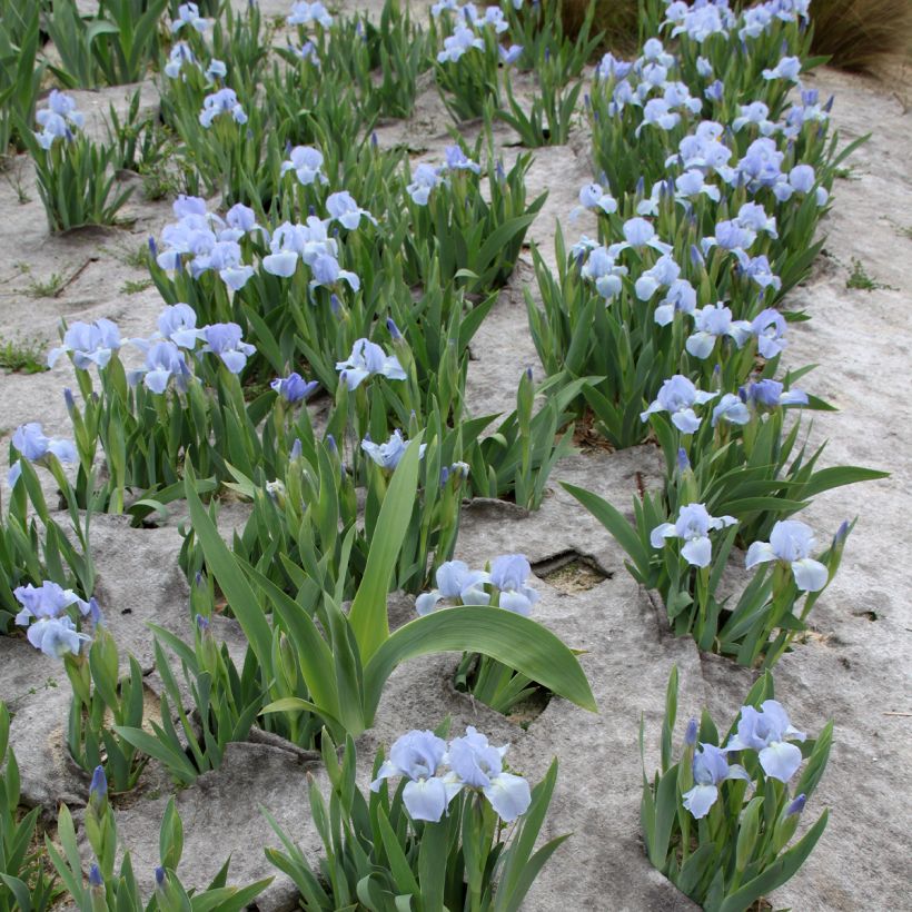 Iris pumila Azurea - dwergbaardiris (Plant habit)