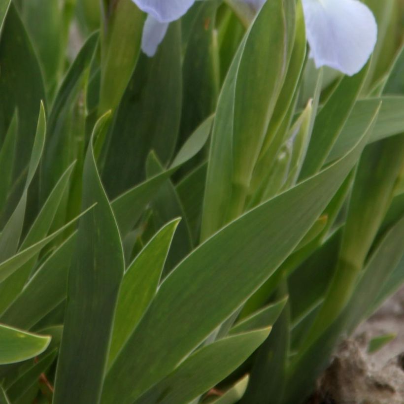 Iris pumila Blue Denim - Dwergbaardiris (Foliage)