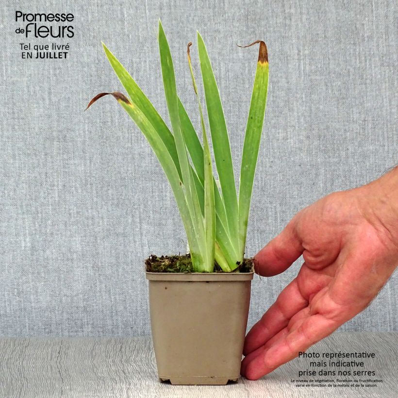 Exemplaar van Iris pumila Blue Denim - Dwergbaardiris Kweekpotje van 8/9 cm zoals geleverd in de zomer