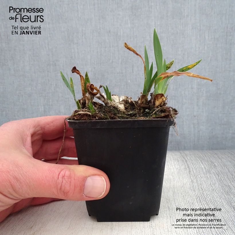 Example of Iris pumila Brannigan - Dwergbaardiris Kweekpotje van 8/9 cm as you get in hiver