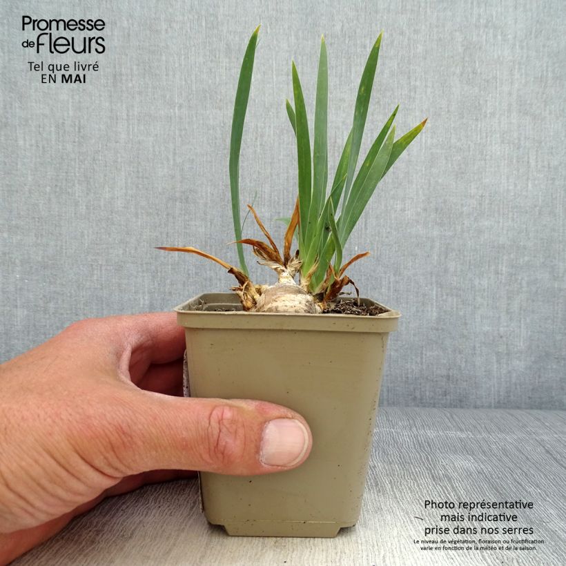 Exemplaar van Iris pumila Brannigan - Dwergbaardiris Kweekpotje van 8/9 cm zoals geleverd in de lente