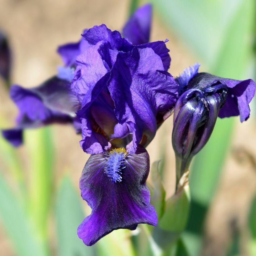 Iris pumila Brannigan - Dwergbaardiris (Flowering)