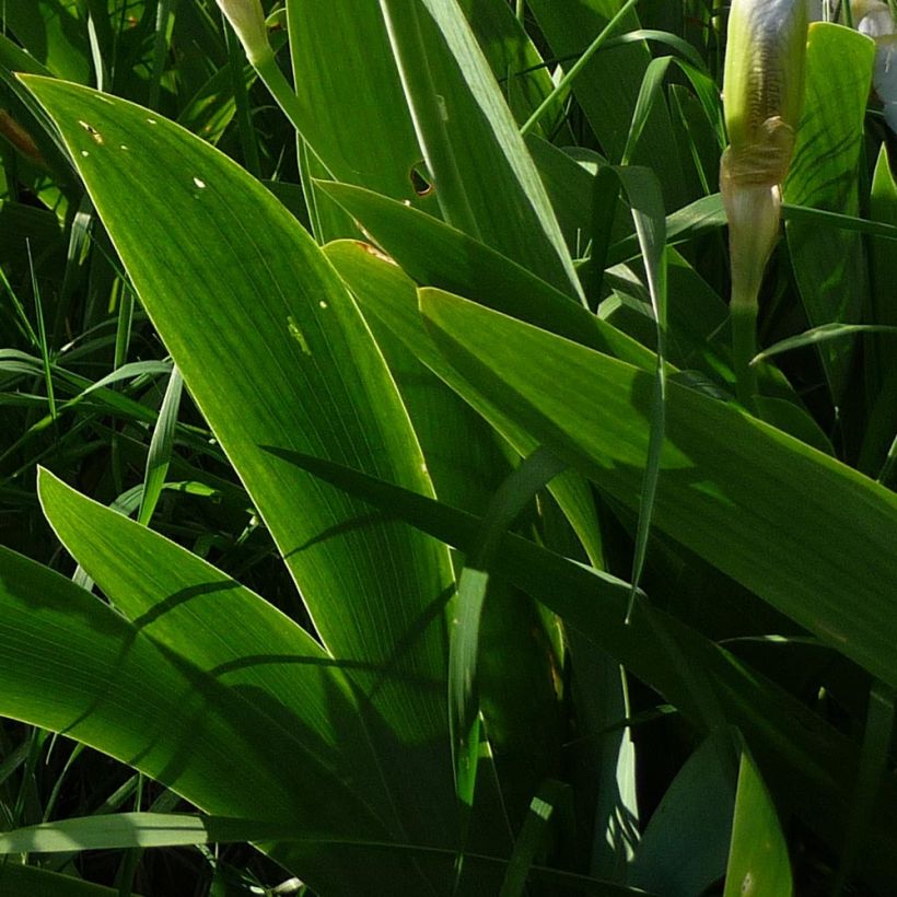 Iris pumila Bright White - Dwergbaardiris (Foliage)