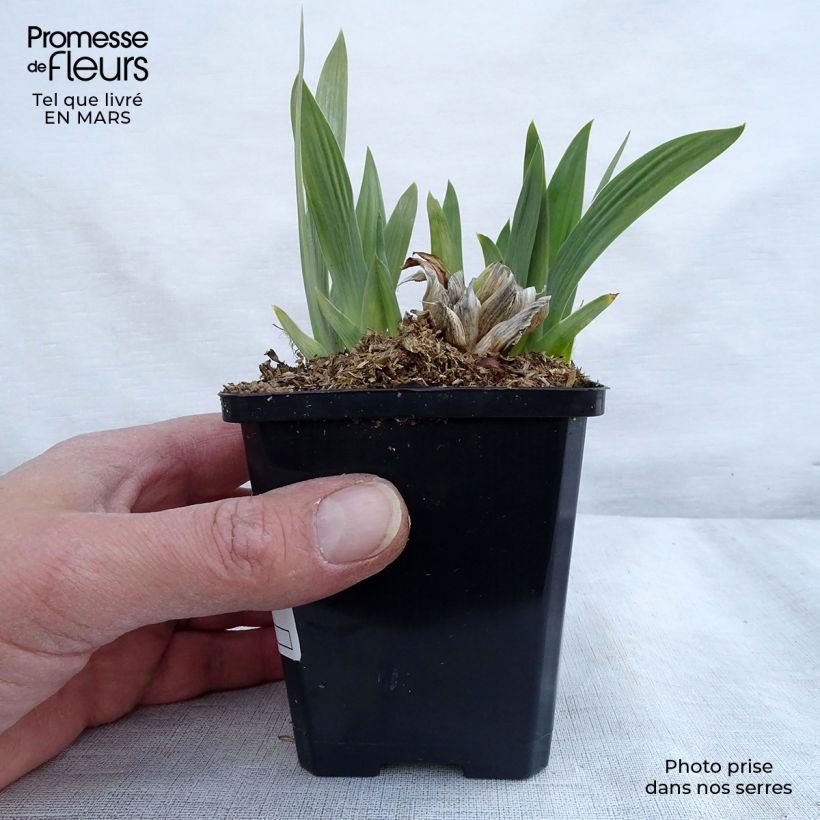Example of Iris pumila Bright White - Iris des Jardins nain Kweekpotje van 8/9 cm as you get in hiver