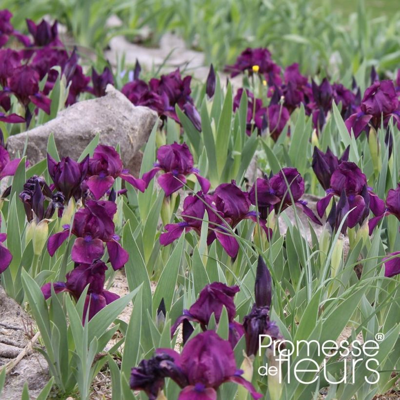 Iris pumila Cherry Garden - Dwergbaardiris (Plant habit)