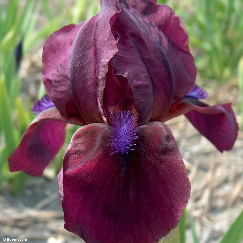 Iris pumila Cherry Garden - Dwergbaardiris (Flowering)