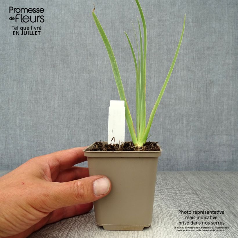 Exemplaar van Iris pumila Cherry Garden - Dwergbaardiris Kweekpotje van 8/9 cm zoals geleverd in de zomer