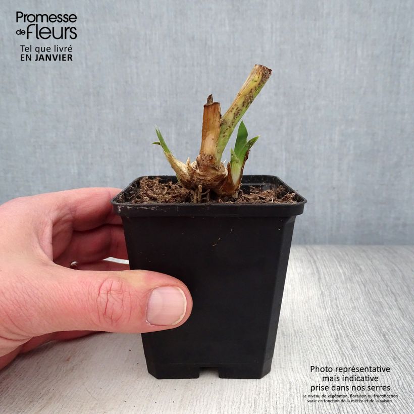 Example of Iris pumila Daring Do - Iris nain ou de rocaille Kweekpotje van 8/9 cm as you get in hiver