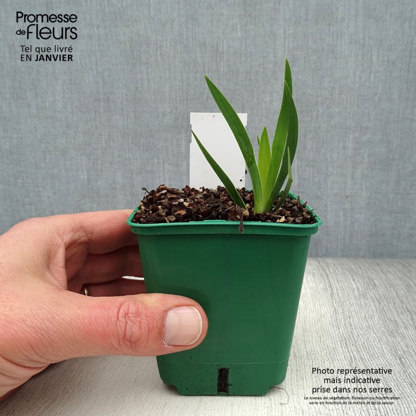 Example of Iris pumila geel - Dwergbaardiris Kweekpotje van 8/9 cm as you get in hiver