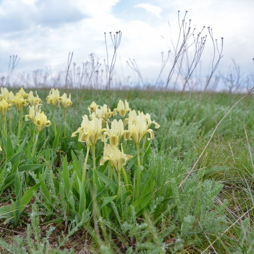 Iris pumila geel - Dwergbaardiris (Plant habit)