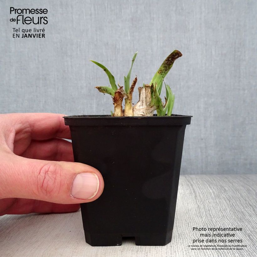 Example of Iris pumila Jewel Baby - Iris nain ou de rocaille Kweekpotje van 8/9 cm as you get in hiver